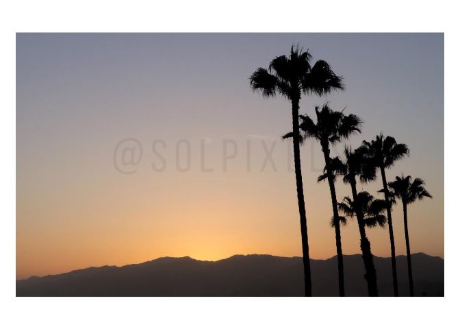 Palm Trees Sunset Print