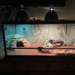 Beared Dragon Tank