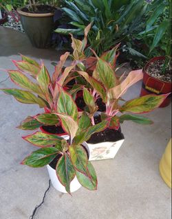Red aglaonema house plants$12-$14 each pot