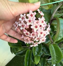 Chelsea Hoya plant