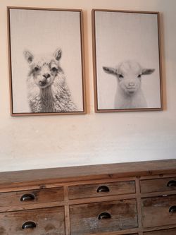 Framed Canvas Animal Photos