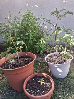 2 left! Tomato plants