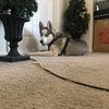 Sam 