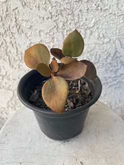 6 Inch Pot Succulent Plant - Kalanchoe Orgyalis - Copper Spoons - Rooted & Established - Drought Resistant 🪴