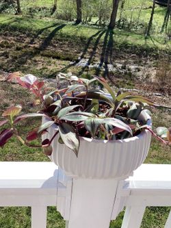 inch plant purple queen