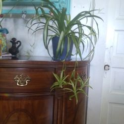 Spiderplant