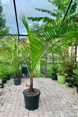 Teddy Bear palm, Dypsis leptocheilos