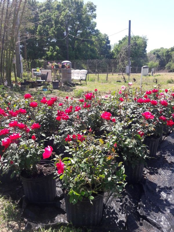 Roses plants for Sale in Seffner, FL OfferUp