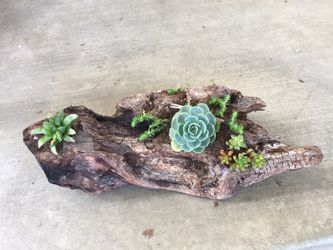 Succulent plants on driftwood