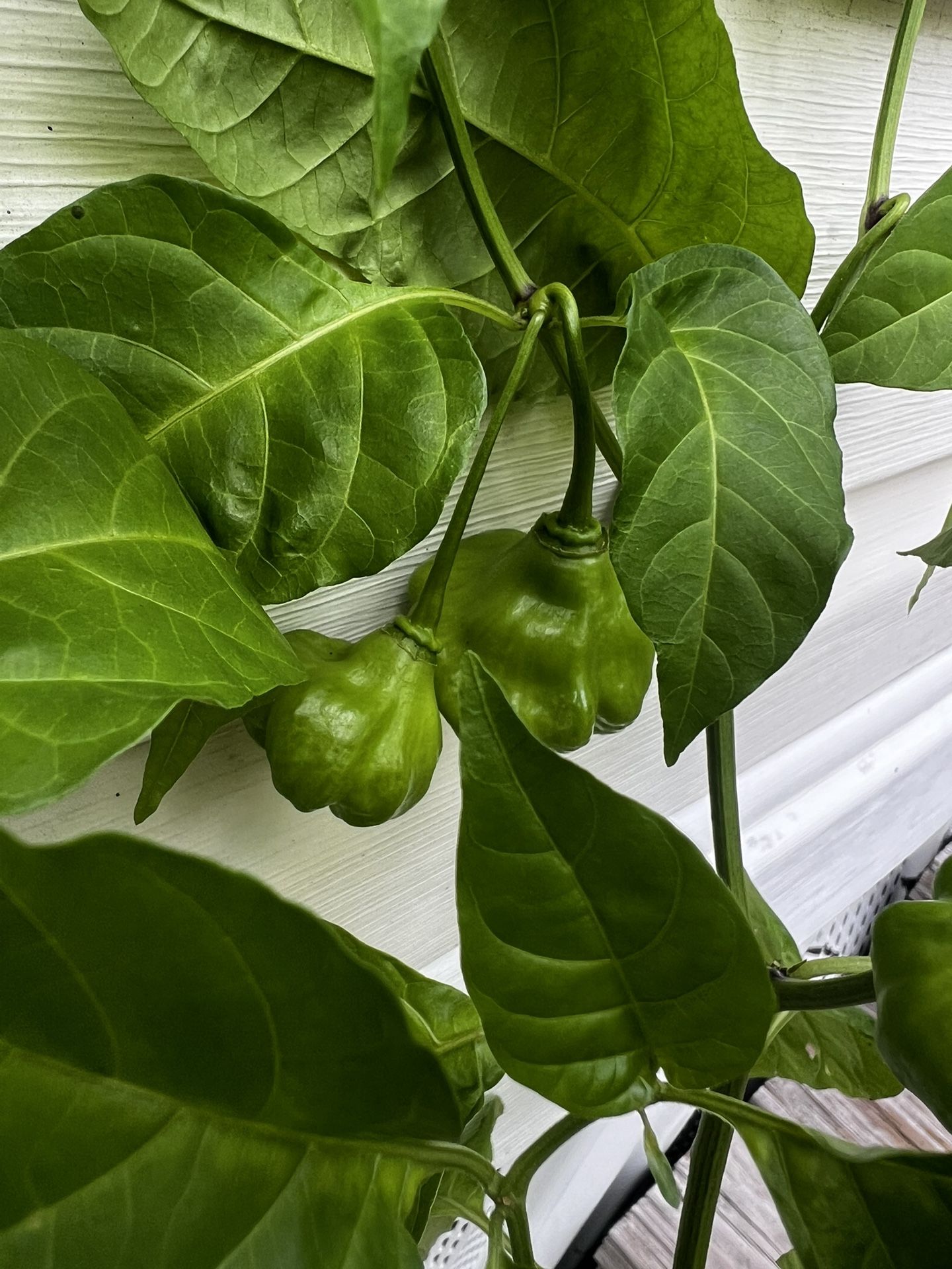 Planta De Ají Dulce (Sweet Cachucha Pepper Plant)