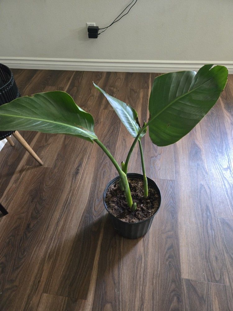 Plant