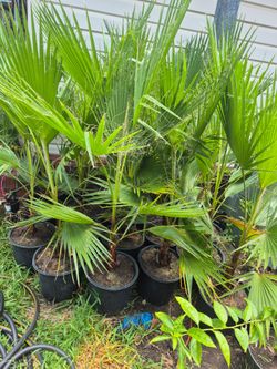 Washingtona palm.