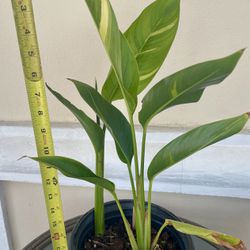 Heliconia Sunrise Variegated Plant Rooted In 6.5” Pot Tag #92