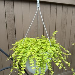 Creeping Jenny Perennial Plant in Hanging Pot