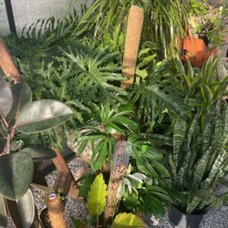 Houseplants House Plants - Rare, Unusual, Succulents, Hoya, Monstera, Albo, Philodendron, Many More 