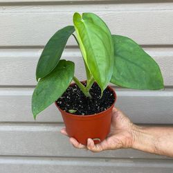 6” syngonium chiapense