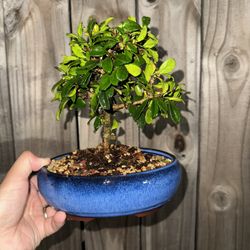  Bonsai Fukien tea 7 Inch Pot 