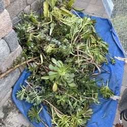 Free Succulents Clippings 