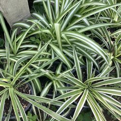 Spider Plant On Sale