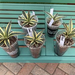 Agave Lophantha QUADRICOLOR Cacti