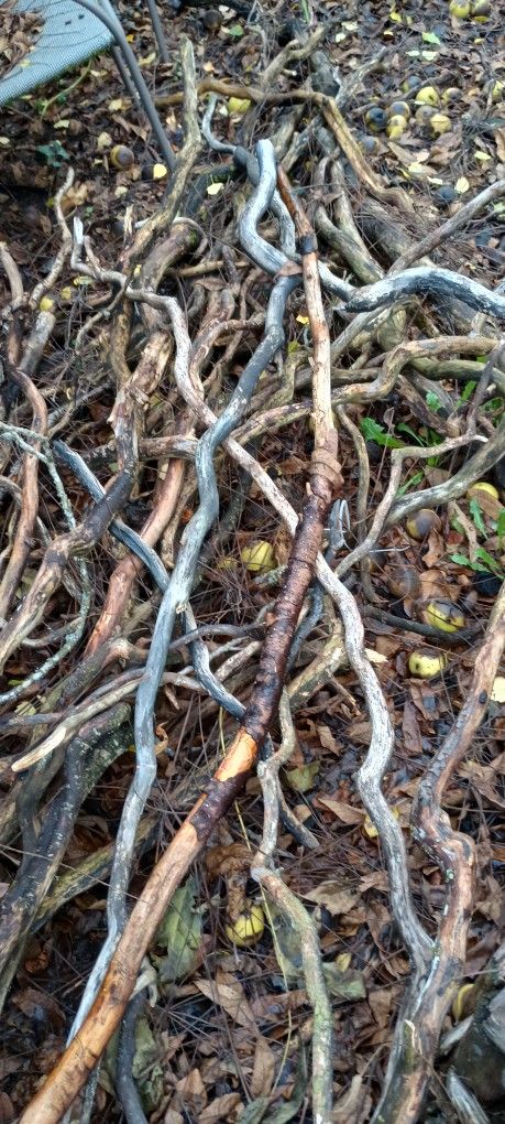 Stack Of Curly Willow Branches