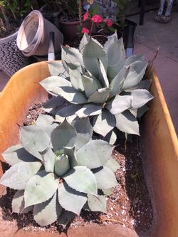 Agaves  son 2