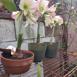 Amaryllis. O Azucenas Plants Bluming 