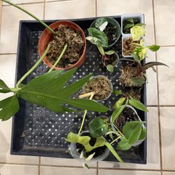 Cute House Plant Starters