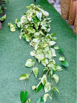 Plants (8”pot x 4-5ft long🌿Marble queen pothos )