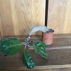 plant - myrmecodia tuberosa