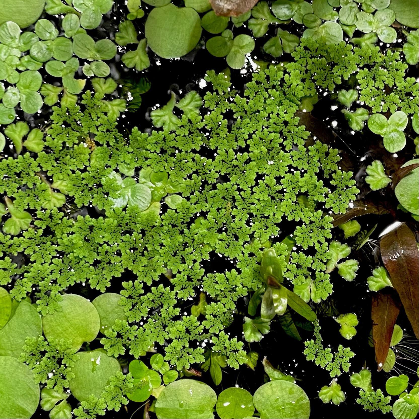 Fairy Moss (Azolla)
