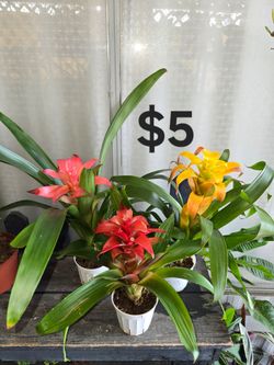 Bromelia