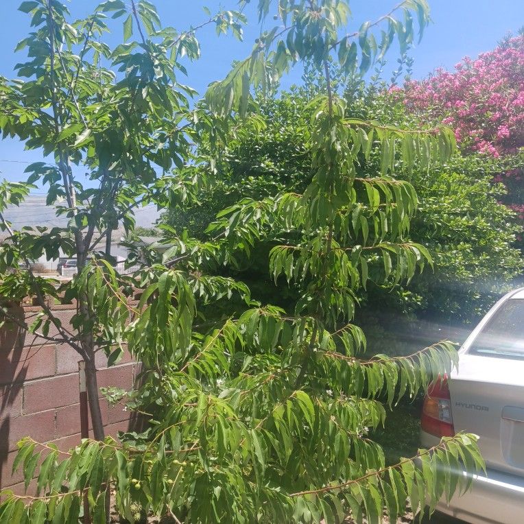 Arbol De Capulin...Mexican Cherry Tree