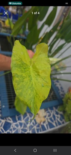 Varigated alocasia starter plant