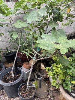 Fig tree
