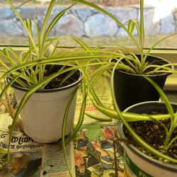 Spider Plant baby 