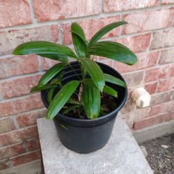Bamboo Palm 🌴 