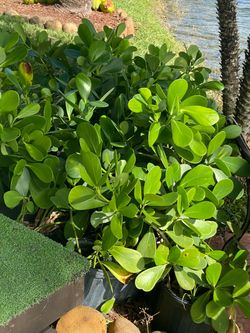 Live Potted Green Shrub Plant Clusia