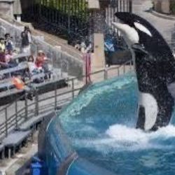 Seaworld San Diego Tickets 