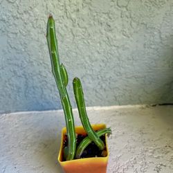 Senecio  Stapelliformis Plant 