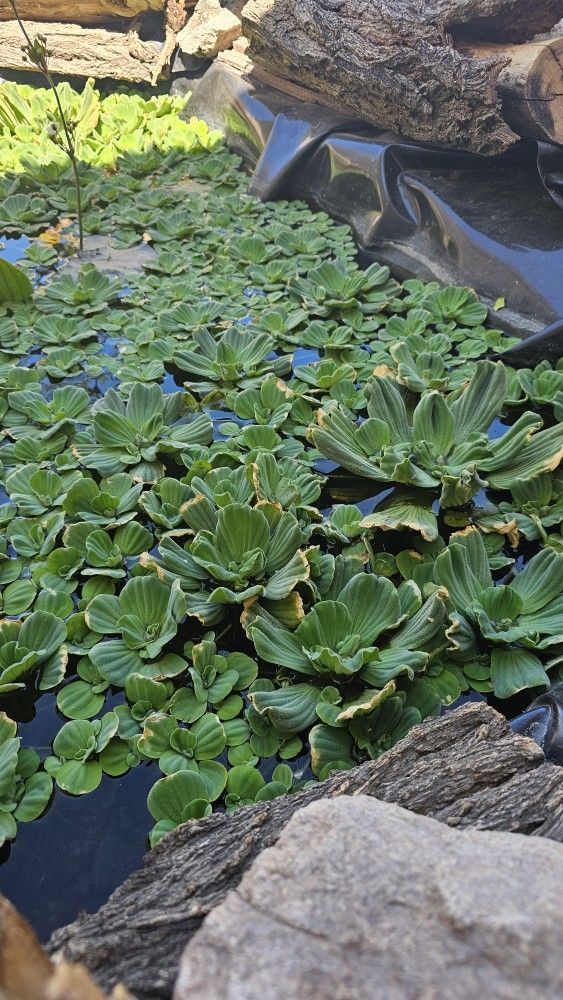 Water Lettuce For Ponds