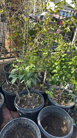 Fruit Trees !! $$ Plants etc 