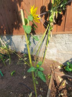 14ft all variety and new undocumented variety sunflowers