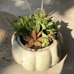 Pumpkin Succulent Planter