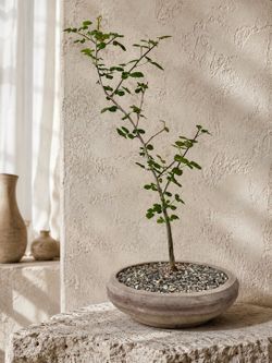 Rare Commiphora Africana/ African Myrrh (Planter Included) ‘Local LA Seller’