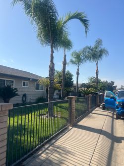 PALM TREES 🌴