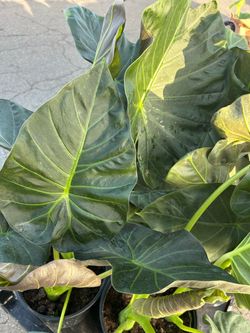 Black Alocasia