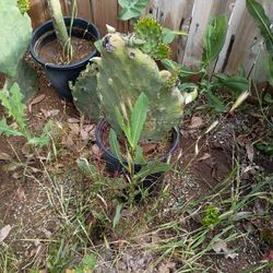 Nopal