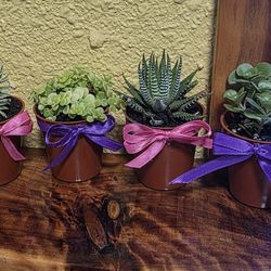 Succulents Mothers Day, Birthday Or Teachers Gifts 