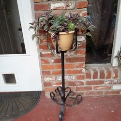 Wandering Jew Plant And Other Succulents -with Plant Stand